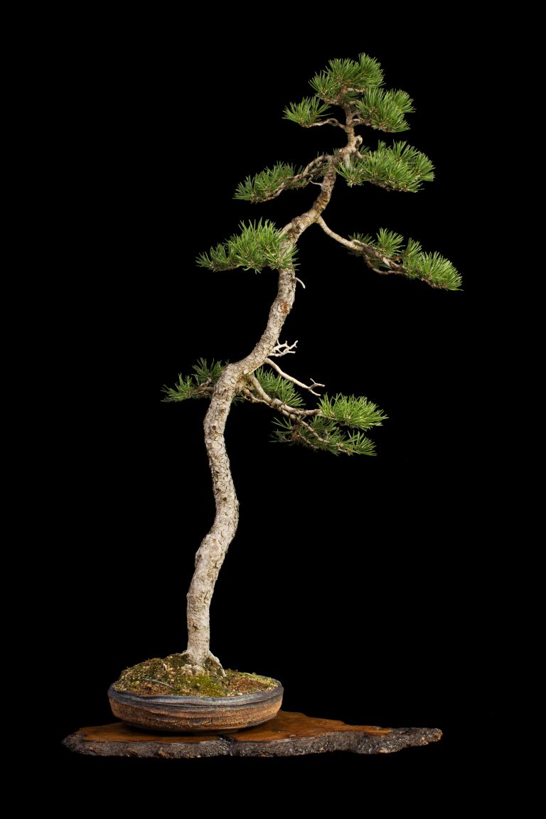Mes arbres Bonsai Studio Bruno Heller